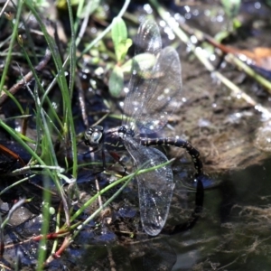 Austroaeschna parvistigma at Cotter River, ACT - 23 Feb 2019