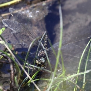 Austroaeschna parvistigma at Cotter River, ACT - 23 Feb 2019 01:10 PM