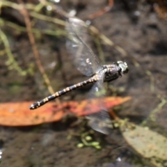 Austroaeschna parvistigma at Cotter River, ACT - 23 Feb 2019 01:10 PM