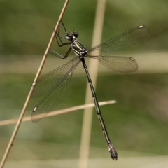 Synlestes weyersii (Bronze Needle) at Cotter River, ACT - 23 Feb 2019 by HarveyPerkins
