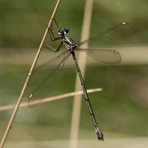 Synlestes weyersii at Cotter River, ACT - 23 Feb 2019