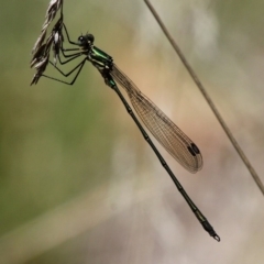 Synlestes weyersii (Bronze Needle) at Cotter River, ACT - 23 Feb 2019 by HarveyPerkins