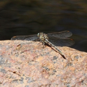 Austrogomphus guerini at Cotter River, ACT - 23 Feb 2019