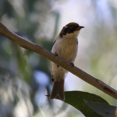 Melithreptus lunatus (White-naped Honeyeater) at Cotter River, ACT - 23 Feb 2019 by HarveyPerkins