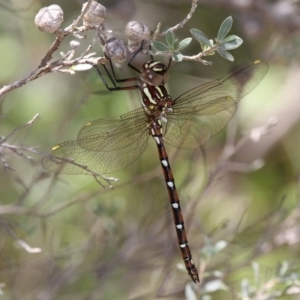 Austroaeschna pulchra at Cotter River, ACT - 23 Feb 2019 01:46 PM