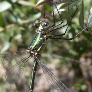 Synlestes weyersii at Cotter River, ACT - 23 Feb 2019 02:00 PM