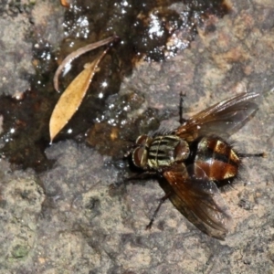 Nemoraea sp. (genus) at Cotter River, ACT - 23 Feb 2019 02:04 PM