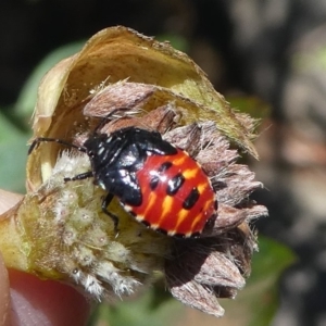 Pentatomoidea (superfamily) at Cotter River, ACT - 23 Feb 2019