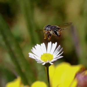 Pseudoanthidium (Immanthidium) repetitum at Harrison, ACT - 23 Feb 2019