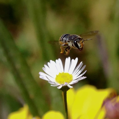 Pseudoanthidium (Immanthidium) repetitum (African carder bee, Megachild bee) at Gungaderra Creek Ponds - 23 Feb 2019 by DPRees125