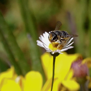 Pseudoanthidium (Immanthidium) repetitum at Harrison, ACT - 23 Feb 2019 01:27 PM