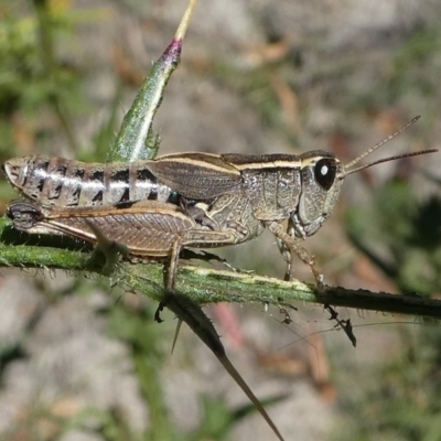 Phaulacridium vittatum (Wingless Grasshopper) at Paddys River, ACT - 23 Feb 2019 by HarveyPerkins