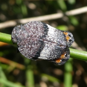 Platybrachys vidua at Paddys River, ACT - 23 Feb 2019