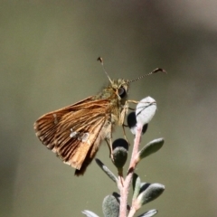 Dispar compacta (Barred Skipper) at Paddys River, ACT - 23 Feb 2019 by HarveyPerkins