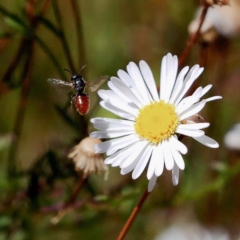 Lasioglossum (Chilalictus) sp. (genus & subgenus) (Halictid bee) at Gungaderra Creek Ponds - 23 Feb 2019 by DPRees125