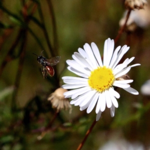 Lasioglossum (Chilalictus) sp. (genus & subgenus) at Harrison, ACT - 23 Feb 2019 01:20 PM