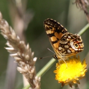 Oreixenica lathoniella at Paddys River, ACT - 23 Feb 2019 02:46 PM