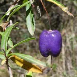 Billardiera macrantha at Cotter River, ACT - 23 Feb 2019