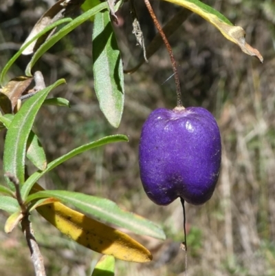 Billardiera macrantha (Mountain Appleberry) at Cotter River, ACT - 23 Feb 2019 by HarveyPerkins