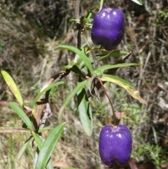 Billardiera macrantha at Cotter River, ACT - 23 Feb 2019