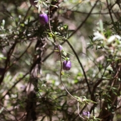 Billardiera macrantha at Cotter River, ACT - 23 Feb 2019