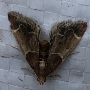 Pyralis farinalis at Monash, ACT - 22 Feb 2019 07:16 PM