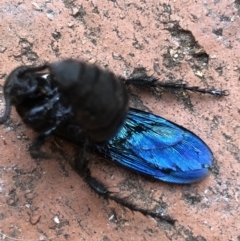 Austroscolia soror at Wanniassa, ACT - 22 Feb 2019 05:01 PM