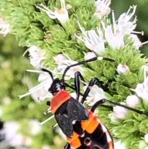 Dindymus versicolor at Monash, ACT - 16 Feb 2019 05:29 PM