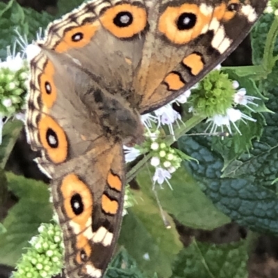 Junonia villida (Meadow Argus) at Monash, ACT - 16 Feb 2019 by jackQ