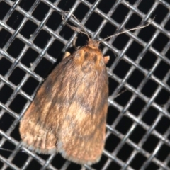 Cyme structa (Banded Lichen Moth) at Rosedale, NSW - 14 Feb 2019 by jbromilow50