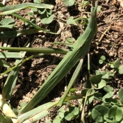 Acrida conica (Giant green slantface) at Monash, ACT - 10 Feb 2019 by jackQ