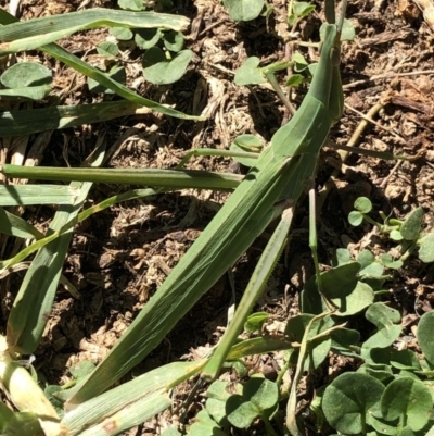 Acrida conica (Giant green slantface) at Monash, ACT - 9 Feb 2019 by jackQ