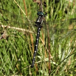 Eusynthemis guttata at Cotter River, ACT - 23 Feb 2019 04:00 PM