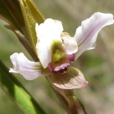 Paraprasophyllum alpestre (Mauve leek orchid) at Cotter River, ACT - 23 Feb 2019 by Christine