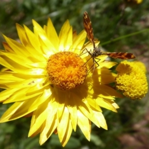 Chrysolarentia chrysocyma at Cotter River, ACT - 23 Feb 2019 02:17 PM