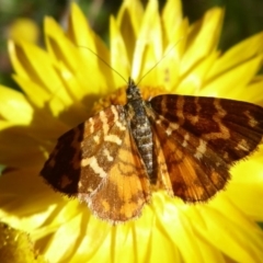 Chrysolarentia chrysocyma at Cotter River, ACT - 23 Feb 2019 02:17 PM