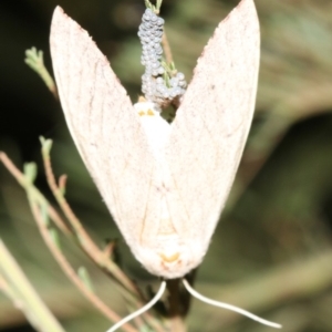 Lepidoptera unclassified ADULT moth at Ainslie, ACT - 19 Feb 2019 09:18 PM