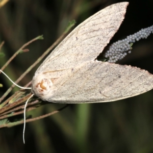 Lepidoptera unclassified ADULT moth at Ainslie, ACT - 19 Feb 2019