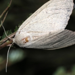 Lepidoptera unclassified ADULT moth at Ainslie, ACT - 19 Feb 2019 09:18 PM