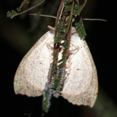 Lepidoptera unclassified ADULT moth at Ainslie, ACT - 19 Feb 2019 09:18 PM