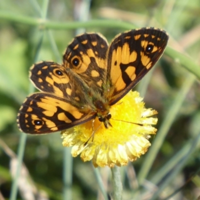 Oreixenica lathoniella (Silver Xenica) at Cotter River, ACT - 23 Feb 2019 by Christine