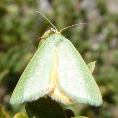 Mixochroa gratiosata (A geometerid moth) at Cotter River, ACT - 23 Feb 2019 by Christine