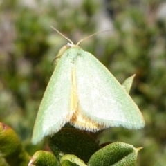 Mixochroa gratiosata at Cotter River, ACT - 23 Feb 2019