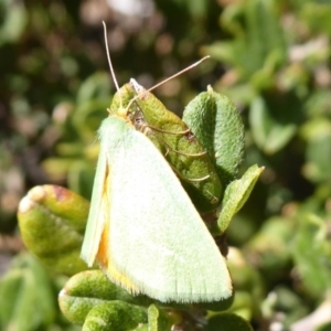 Mixochroa gratiosata at Cotter River, ACT - 23 Feb 2019