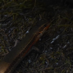 Pseudemoia entrecasteauxii (Woodland Tussock-skink) at Cotter River, ACT - 23 Feb 2019 by Christine