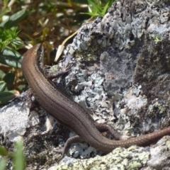 Pseudemoia entrecasteauxii (Woodland Tussock-skink) at Cotter River, ACT - 23 Feb 2019 by Christine