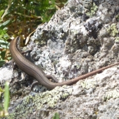 Pseudemoia entrecasteauxii at Cotter River, ACT - 23 Feb 2019