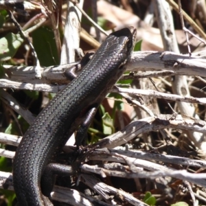 Pseudemoia entrecasteauxii at Cotter River, ACT - 23 Feb 2019