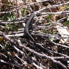 Pseudemoia entrecasteauxii at Cotter River, ACT - 23 Feb 2019