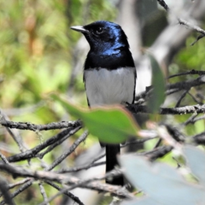 Myiagra cyanoleuca (Satin Flycatcher) at Namadgi National Park - 23 Feb 2019 by JohnBundock